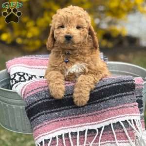 Max, Mini Goldendoodle Puppy