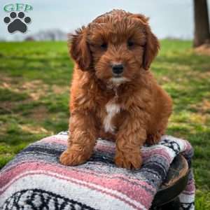 Bella, Mini Goldendoodle Puppy