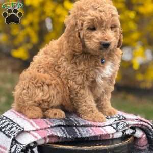 Max, Mini Goldendoodle Puppy
