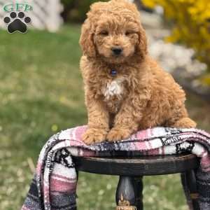 Max, Mini Goldendoodle Puppy