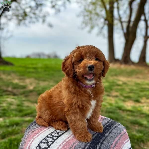 Bella, Mini Goldendoodle Puppy