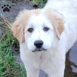 Stella, Saint Bernard Mix Puppy