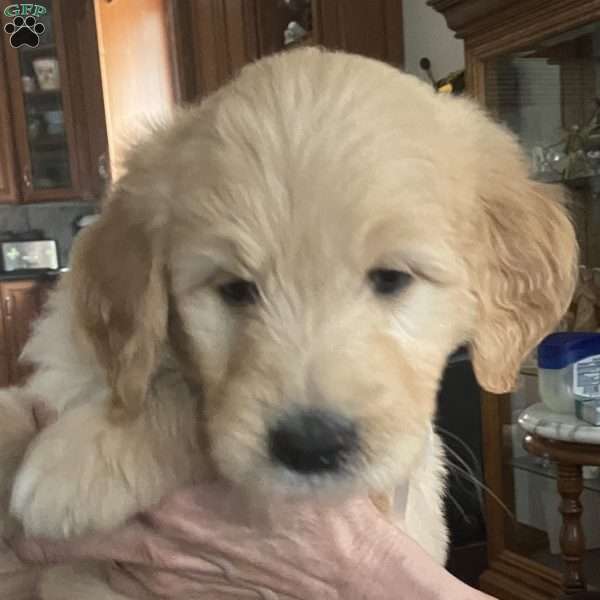 White, Goldendoodle Puppy