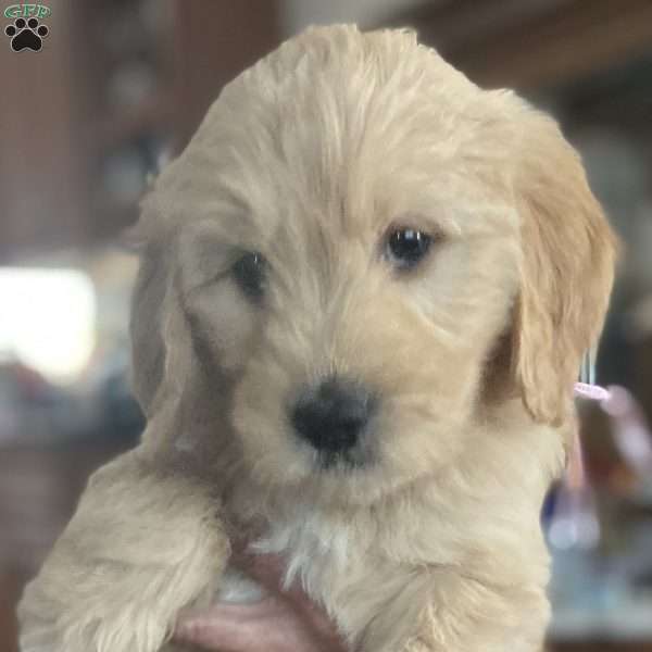 Pink, Goldendoodle Puppy