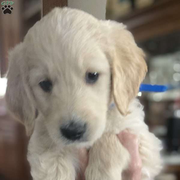 Blue, Goldendoodle Puppy