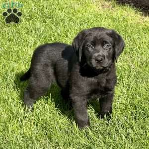 Rex, Black Labrador Retriever Puppy