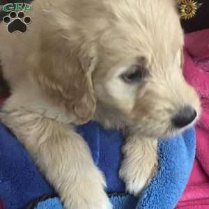 White, Goldendoodle Puppy