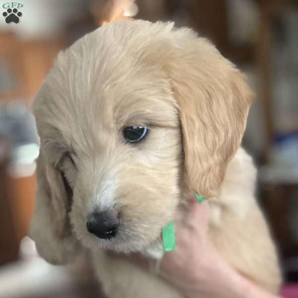 Green, Goldendoodle Puppy