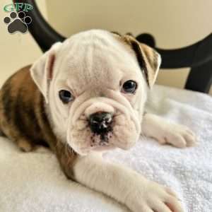 MINI, English Bulldog Puppy