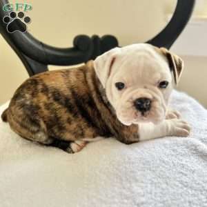 MINI, English Bulldog Puppy
