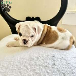 Hank, English Bulldog Puppy