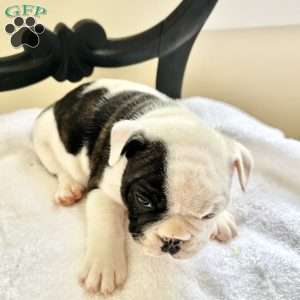 Cow, English Bulldog Puppy
