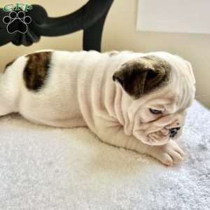 Bowie, English Bulldog Puppy