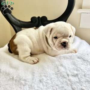 Butterscotch, English Bulldog Puppy