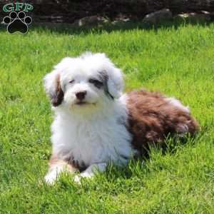 Claire, Mini Aussiedoodle Puppy