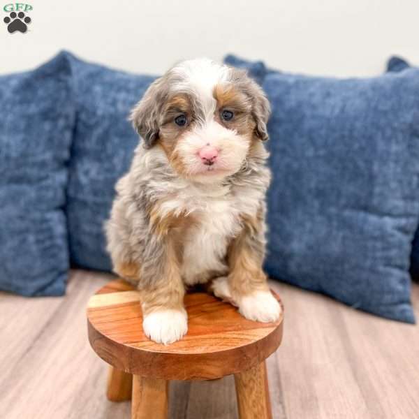 Amelia, Mini Bernedoodle Puppy