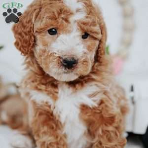 Whisper, Mini Goldendoodle Puppy