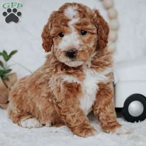 Whisper, Mini Goldendoodle Puppy