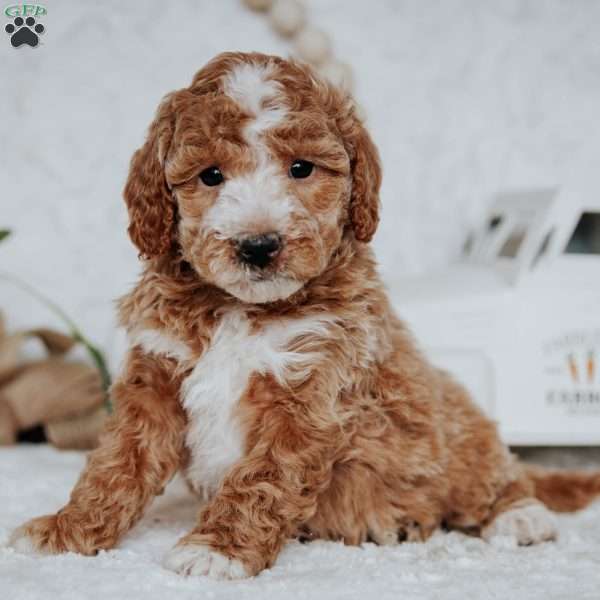 Whisper, Mini Goldendoodle Puppy
