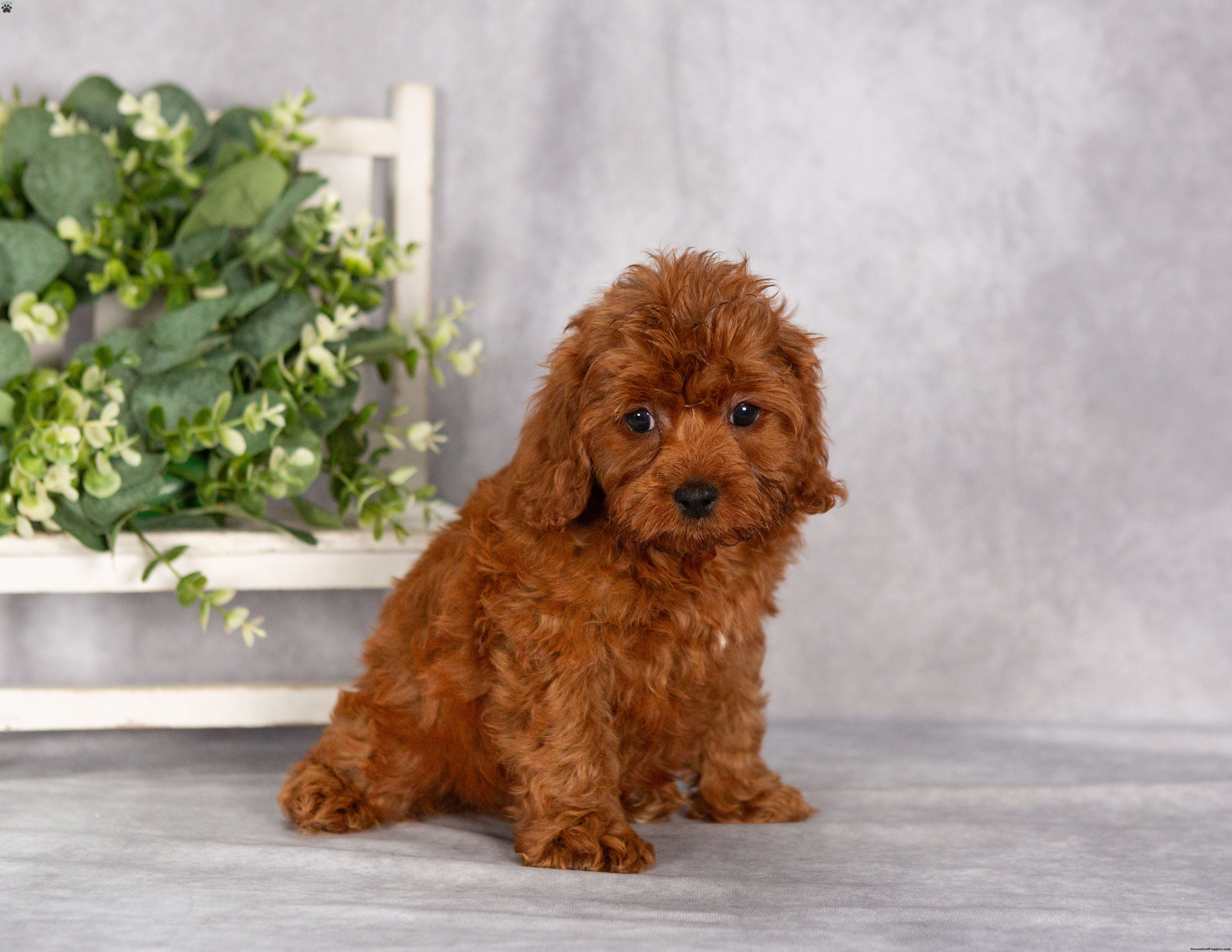 Terry F1B - Cavapoo Puppy For Sale in Pennsylvania