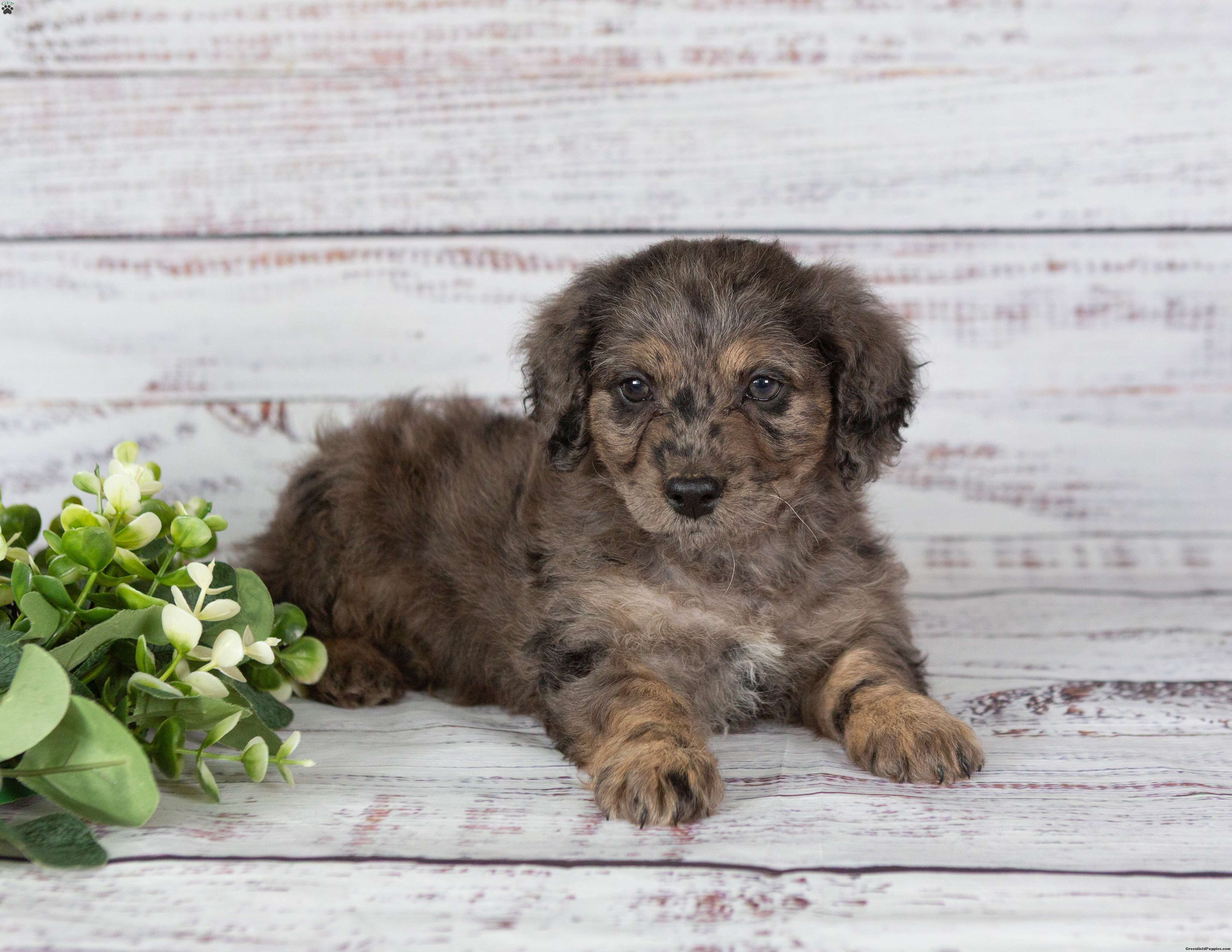 Andy - Miniature Poodle Mix Puppy For Sale in Pennsylvania