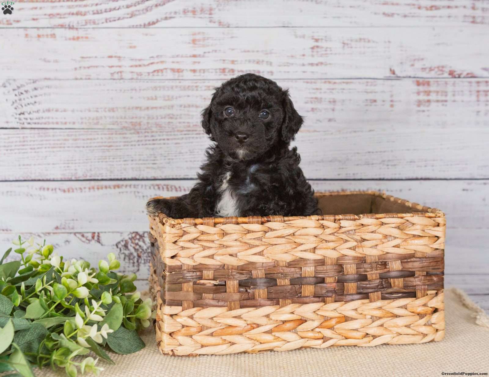 Abigail - Miniature Poodle Mix Puppy For Sale in Pennsylvania