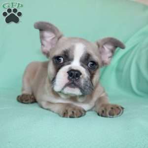 Regina, French Bulldog Puppy