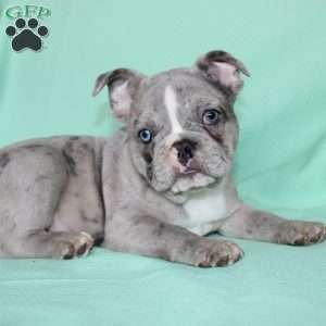 Rover, French Bulldog Puppy