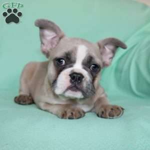 Regina, French Bulldog Puppy