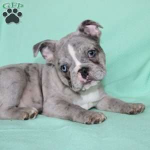 Rover, French Bulldog Puppy