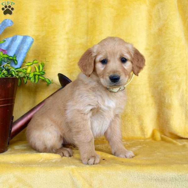 Dainty, Golden Retriever Puppy