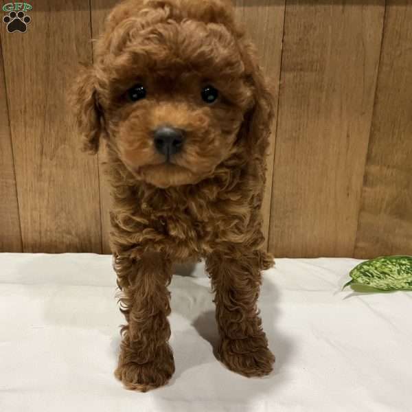 Peaches, Toy Poodle Puppy