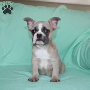 Regina, French Bulldog Puppy