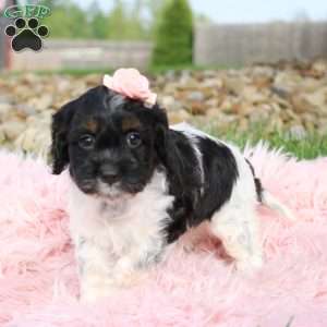 Tinkerbell, Cockapoo Puppy