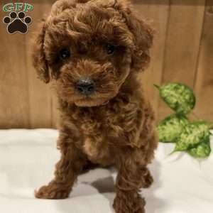 Primrose, Toy Poodle Puppy