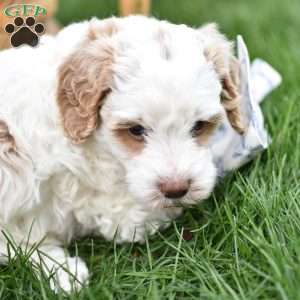 Jewel, Mini Goldendoodle Puppy