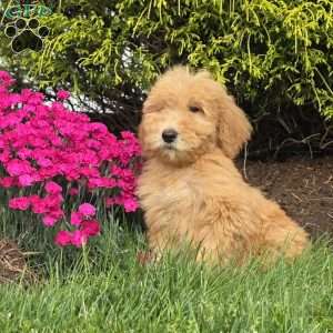 Roxy, Goldendoodle Puppy