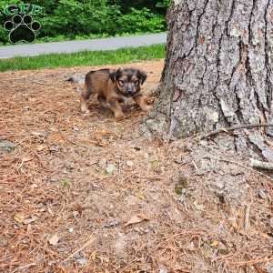 Kevin, Yorkie Mix Puppy