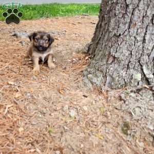 Kevin, Yorkie Mix Puppy