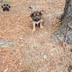 Kevin, Yorkie Mix Puppy