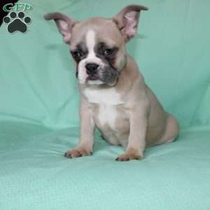 Regina, French Bulldog Puppy