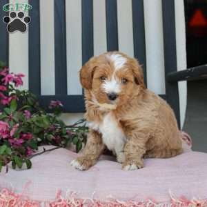 Randy, Mini Goldendoodle Puppy