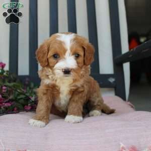 Rachel, Mini Goldendoodle Puppy