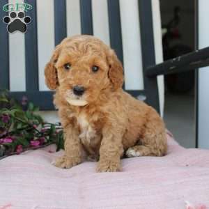Rose, Mini Goldendoodle Puppy