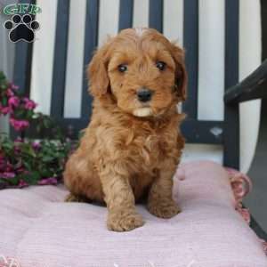 Rebecca, Mini Goldendoodle Puppy