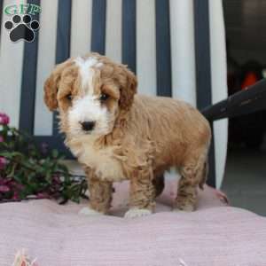 Ruby, Mini Goldendoodle Puppy