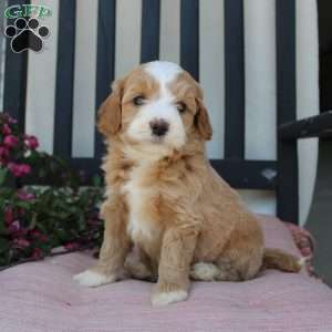 Renee, Mini Goldendoodle Puppy