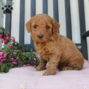 Abigail, Mini Goldendoodle Puppy
