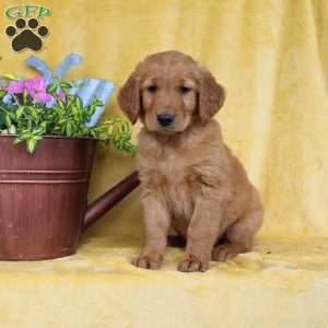 Dixon, Golden Retriever Puppy