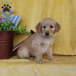 Dainty, Golden Retriever Puppy